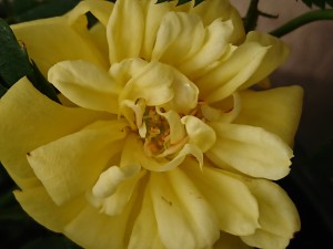 GOLD COIN (miniature)